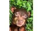 Adopt YODA a Miniature Pinscher / Mixed dog in Gloucester, VA (38537570)