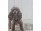 Adopt SPICE (ADOPTION PENDING) a Poodle (Standard) / Mixed dog in Gloucester
