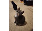 Adopt Mellow a Gray or Blue (Mostly) American Shorthair / Mixed (short coat) cat