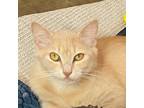 Adopt Veronica a Cream or Ivory Domestic Longhair cat in Owosso, MI (38395517)