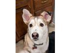 Adopt Miska a White - with Black Husky / Australian Shepherd / Mixed dog in