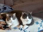 Adopt Jesse and brother Jackson a Gray, Blue or Silver Tabby Tabby / Mixed