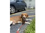 Adopt Mia a Brown/Chocolate - with White Beagle / Mixed dog in Delray Beach
