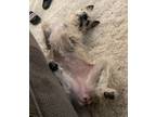 Adopt Mia a Tan/Yellow/Fawn Terrier (Unknown Type, Medium) / Mixed dog in Las