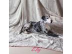 Adopt Lily a Great Dane / Mixed dog in Bullard, TX (38512176)