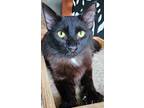 Adopt WEBSTER a Black (Mostly) Domestic Mediumhair (medium coat) cat in Brea