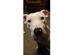 Adopt Nico a White - with Black Bull Terrier / American Pit Bull Terrier / Mixed