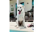 Adopt Riley a White Great Pyrenees / Labrador Retriever / Mixed dog in Lake