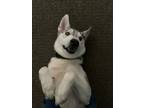 Adopt Ghost a White - with Black Husky / Mixed dog in Indianapolis