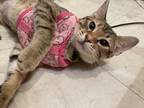 Adopt Jenny a Brown Tabby Domestic Shorthair / Mixed (short coat) cat in Bonham