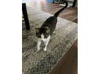 Adopt Waffle a Spotted Tabby/Leopard Spotted Domestic Mediumhair / Mixed (medium