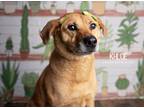 Adopt Khloe a Brown/Chocolate German Shepherd Dog dog in Littleton