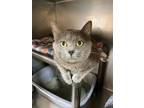 Adopt Nosey a Russian Blue / Mixed (short coat) cat in Fort Lupton