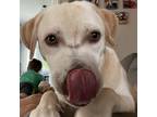 Adopt Rose' a Tan/Yellow/Fawn Labrador Retriever / Mixed dog in St.