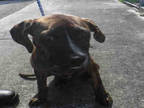 Adopt ROXY a Brindle - with White Plott Hound / Mixed dog in Doral