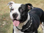 Adopt MONTEREY JACK a Black - with White American Pit Bull Terrier / Mixed dog