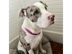 Adopt Patchouli a Catahoula Leopard Dog / Mixed dog in Donalsonville