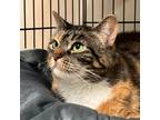 Adopt Crystal a Brown or Chocolate Domestic Shorthair / Mixed cat in East