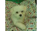 Maltese Puppy for sale in Paterson, NJ, USA