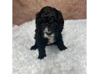 Mutt Puppy for sale in Concord, NC, USA