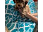 Havanese Puppy for sale in Willis, TX, USA