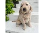 Golden Retriever Puppy for sale in Hunt, TX, USA