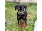 German Pinscher Puppy for sale in Springfield, VA, USA