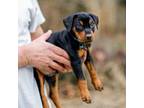 German Pinscher Puppy for sale in Springfield, VA, USA