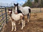 Registered Gypsy Cross with Foal