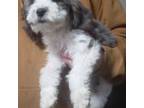 Mutt Puppy for sale in Halifax, VA, USA