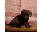 Aussiedoodle Puppy for sale in Abbotsford, WI, USA
