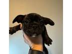 French Bulldog Puppy for sale in Paramus, NJ, USA