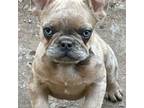 French Bulldog Puppy for sale in Marengo, IL, USA