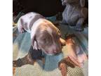 Dachshund Puppy for sale in Dayton, OH, USA