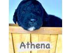 Athena