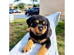 Rottweiler Puppy for sale in Coconut Creek, FL, USA