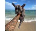 Olde Bulldog Puppy for sale in Pompano Beach, FL, USA
