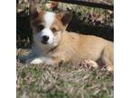 Pembroke Welsh Corgi Puppy for sale in Galena, MO, USA