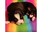 Bernese Mountain Dog Puppy for sale in Whitewood, SD, USA