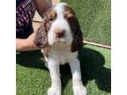 English Springer Spaniel Puppy for sale in Vista, CA, USA