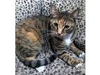 Maple, Domestic Shorthair For Adoption In Los Angeles, California