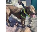 Aurora, American Staffordshire Terrier For Adoption In Mt. Pleasant, Michigan
