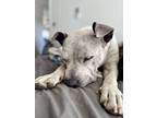 Daisy, Staffordshire Bull Terrier For Adoption In Uvalde, Texas