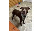 Arrow, Terrier (unknown Type, Medium) For Adoption In Pilot Point, Texas