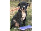 Boyd, American Pit Bull Terrier For Adoption In Chester Springs, Pennsylvania