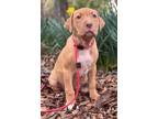 Benny, American Pit Bull Terrier For Adoption In Chester Springs, Pennsylvania