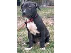 Biff, American Pit Bull Terrier For Adoption In Chester Springs, Pennsylvania