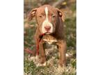 Babs, American Pit Bull Terrier For Adoption In Chester Springs, Pennsylvania