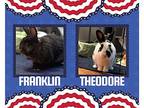 Franklin, Other/unknown For Adoption In Mattawan, Michigan