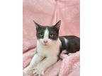 Shiloh, Domestic Shorthair For Adoption In Columbus, Ohio